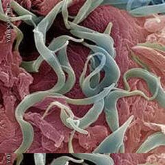 Helminths