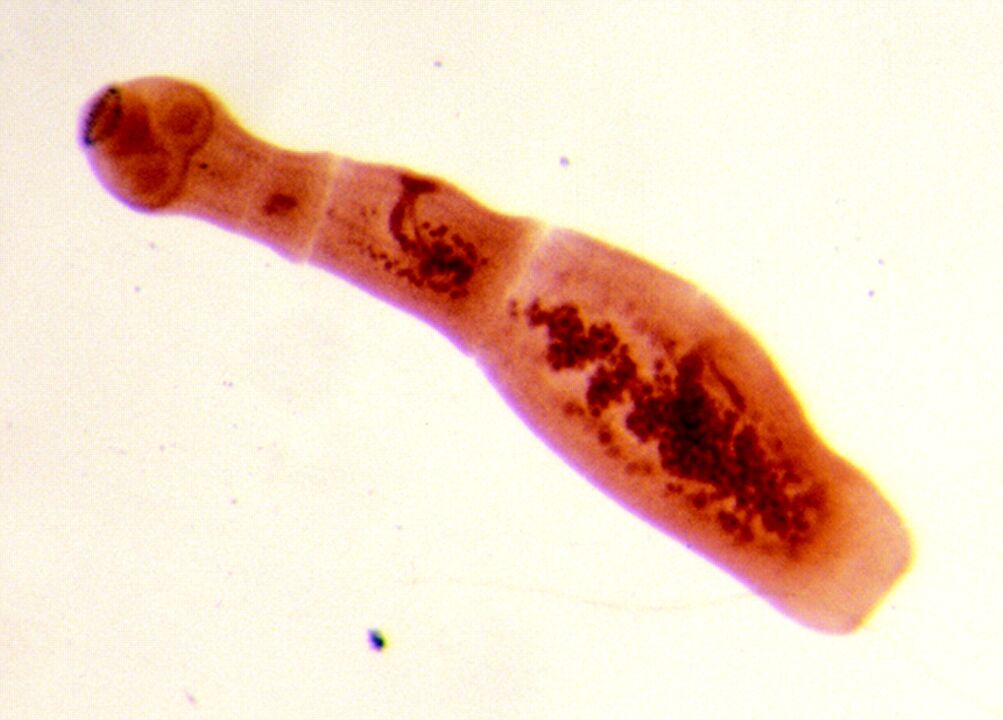 Echinococci